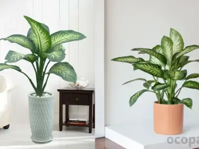 Cây Vạn Niên Thanh – Tác dụng và cách chăm sóc?