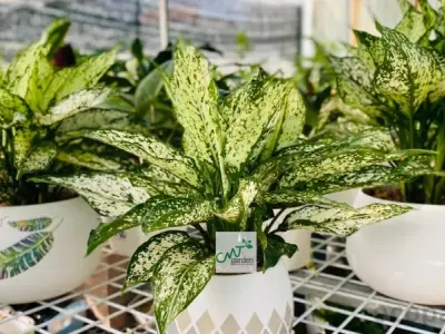 Cây ngọc ngân hợp mệnh gì, ý nghĩa phong thủy và cách trồng