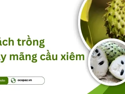 Mãng cầu xiêm là gì? Đặc điểm và cách trồng hiệu quả nhất