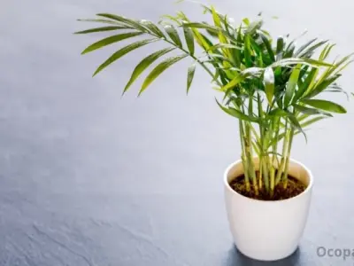 Cây cau cảnh – Đặc điểm, ý nghĩa phong thuỷ và cách trồng