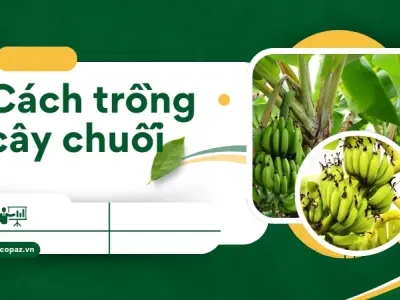 Cách trồng cây chuối đúng kỹ thuật giúp nhanh ra quả