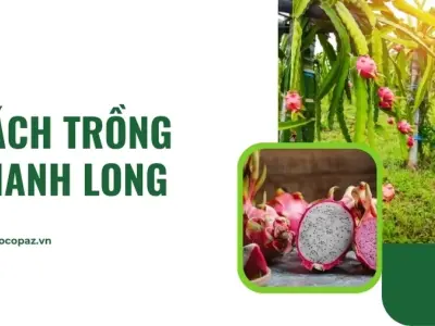 Cách trồng thanh long hiệu quả cho năng suất cao nhất