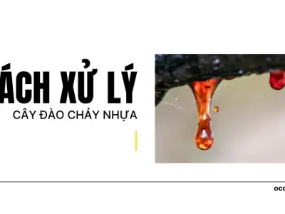 Cây đào chảy nhựa có nguy hiểm không? Cách xử lý hiệu quả