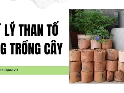 Xử lý than tổ ong trồng cây như thế nào để không gây hại?