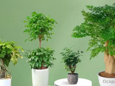 Cây hạnh phúc – Ý nghĩa phong thủy và cách chăm sóc đúng chuẩn