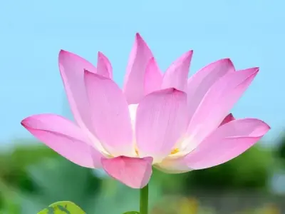 Ảnh hoa thiên nhiên tuyệt đẹp tuyển chọn hình nền sắc nét
