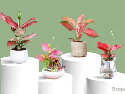 Cây vạn lộc hợp mệnh gì? Cách nhân giống và chăm sóc