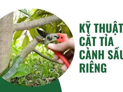 Bí quyết trồng sầu riêng cho năng suất cao nhất hiện nay!