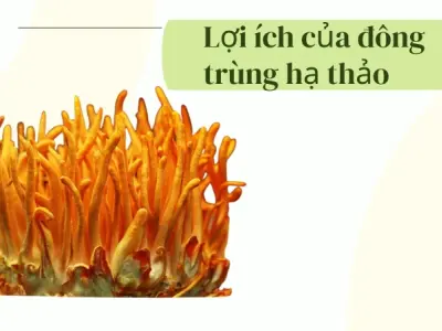 Đông trùng hạ thảo- Bí quyết vàng cho sức khỏe toàn diện