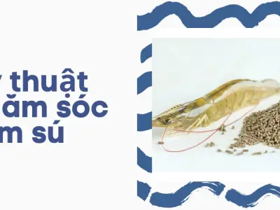 Nuôi tôm sú hiệu quả, đạt năng suất cao dễ áp dụng tại nhà