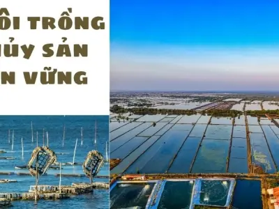 Nuôi trồng thủy sản bền vững giúp bảo vệ môi trường nước