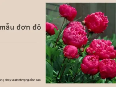 Ý nghĩa hoa mẫu đơn theo từng màu mà bạn chưa biết