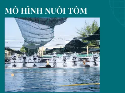 Bí quyết nuôi tôm đạt năng suất cao cho người mới bắt đầu