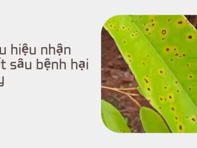 Cách phòng trừ sâu bệnh hại cây trồng đơn giản hiệu quả