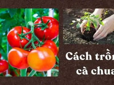 Cách trồng cà chua bằng thùng xốp vẫn ra quả đều, sai trĩu