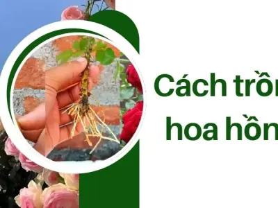 Cách trồng hoa hồng tại nhà đơn giản nhưng hiệu quả