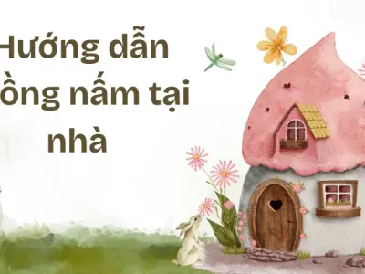 Cách trồng nấm tại nhà đơn giản, thu hoạch nhiều dễ dàng