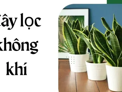 Cây lọc không khí - Vừa trang trí vừa bảo vệ sức khỏe