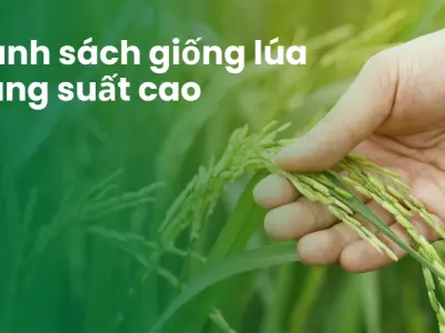 Giống lúa năng suất cao và kỹ thuật canh tác hiệu quả nhất