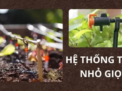 Hệ thống tưới nhỏ giọt lý tưởng cho vườn mini tại nhà