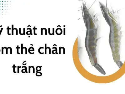 Kỹ thuật nuôi tôm thẻ chân trắng, năng suất vượt trội
