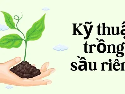 Kỹ thuật trồng sầu riêng khiến cây ra trái sớm và sai quả