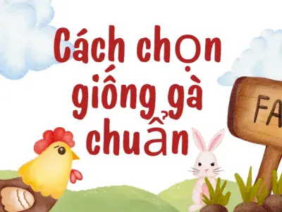 Mẹo nuôi gà thả vườn khỏe mạnh và hạn chế bệnh tật tối ưu