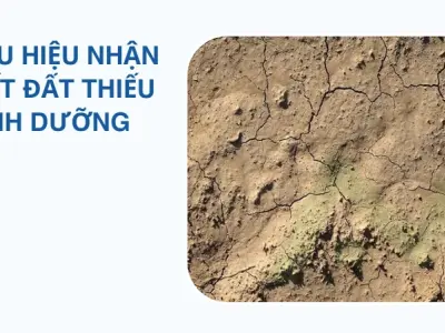 Phương pháp trồng cây trên đất cứng bạc màu đạt hiệu quả cao