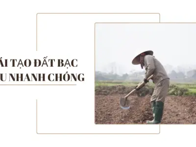 Phương pháp cải tạo đất bạc màu giúp vườn cây hồi sinh