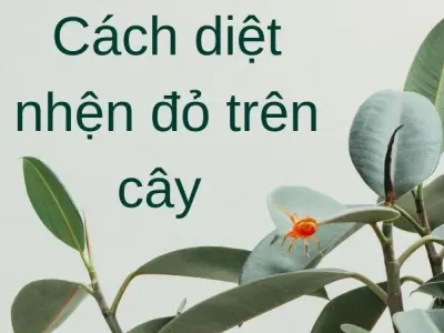 Cách diệt nhện đỏ trên cây được nhiều nhà vườn tin dùng