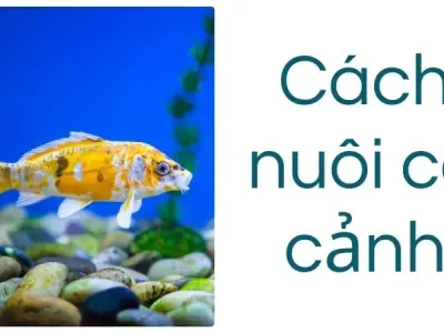 Cách nuôi cá cảnh tránh bệnh tật, đảm bảo sinh trưởng tốt