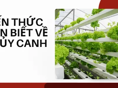 Trải nghiệm trồng rau thủy canh tại nhà cực nhàn và năng suất