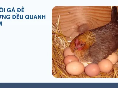 Bí quyết nuôi gà đẻ trứng năng suất cao và bền bỉ nhất