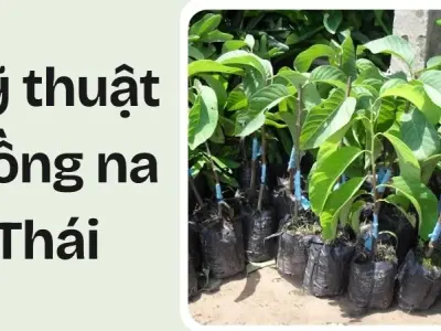 Kỹ thuật trồng na Thái đơn giản, người mới cũng làm được