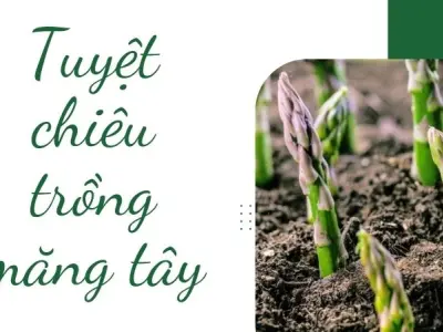 Tuyệt chiêu trồng măng tây thân to mập mạp ai nhìn cũng mê