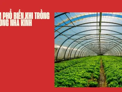 Bí quyết trồng rau trong nhà kính đạt năng suất vượt trội
