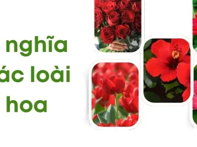 Ý nghĩa các loài hoa giải mã tình yêu qua từng sắc màu!