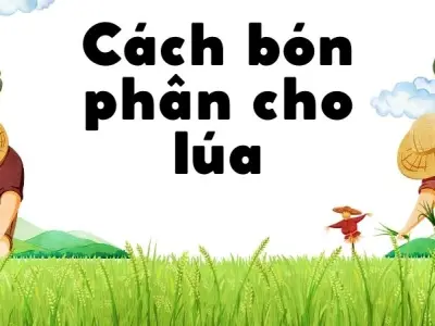Cách bón phân cho lúa giúp tăng năng suất cực nhanh