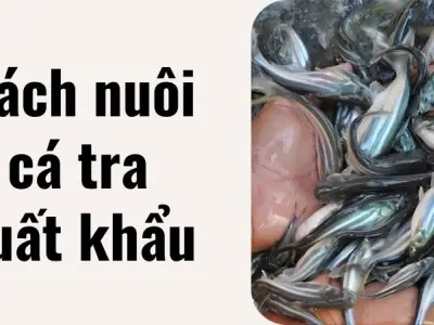 Cách nuôi cá tra xuất khẩu giúp thoát nghèo chỉ sau 1 vụ