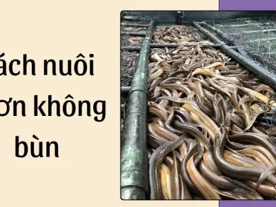 Cách nuôi lươn không bùn đạt năng suất vượt mong đợi