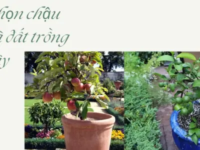 Cách trồng cây ăn quả trong chậu sai trĩu quả ngay tại nhà