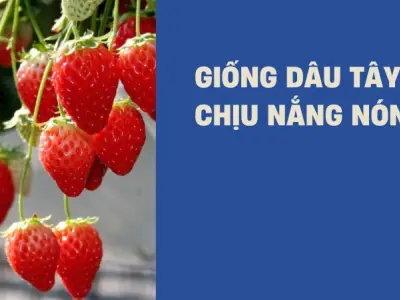 Trải nghiệm trồng dâu tây chịu nhiệt cho quả ngọt tại nhà