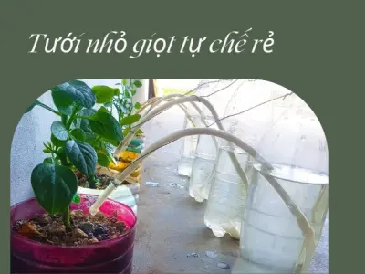 Cách làm hệ thống tưới nhỏ giọt tự chế tiết kiệm 90% nước tưới