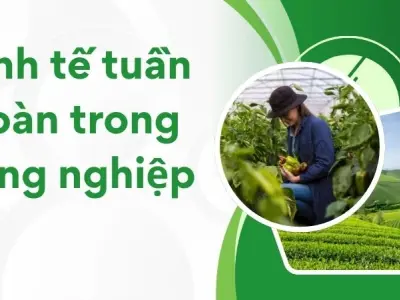 Kinh tế tuần hoàn trong nông nghiệp tăng lợi nhuận bền