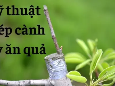 Kỹ thuật ghép cành cây ăn quả giúp cây ra trái sớm