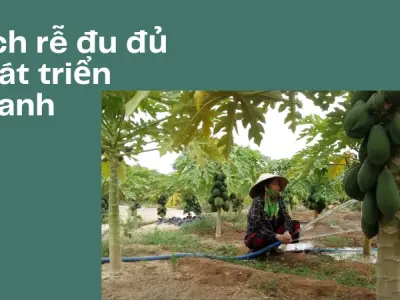 Tôi đã trồng đu đủ lùn siêu trái tại ban công thế nào?