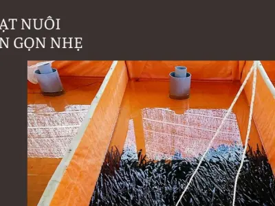 Mẹo bể bạt nuôi lươn hiện đại- Cách tôi hốt bạc mỗi vụ nhanh