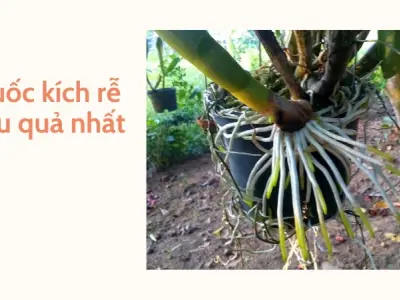 Trải nghiệm top thuốc kích rễ tốt nhất hiện nay cực nhạy
