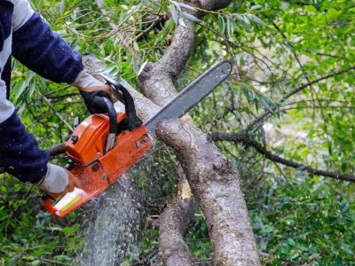 Bảng giá và dịch vụ cắt tỉa cây xanh chuyên nghiệp năm 2026