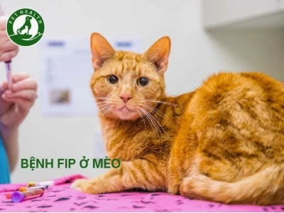 Bệnh FIP ở Mèo: Nguyên nhân, Dấu hiệu Nhận biết và Cách Phòng ngừa Hiệu quả
